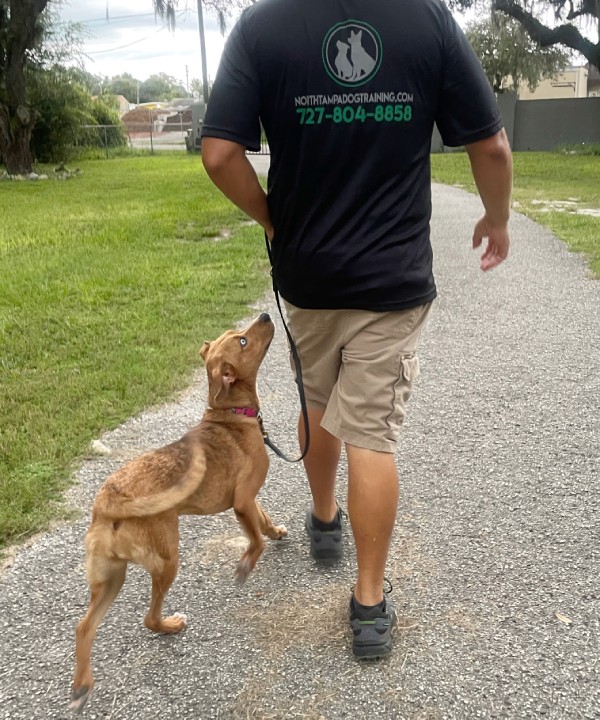 Dog Training New Port Richey FL