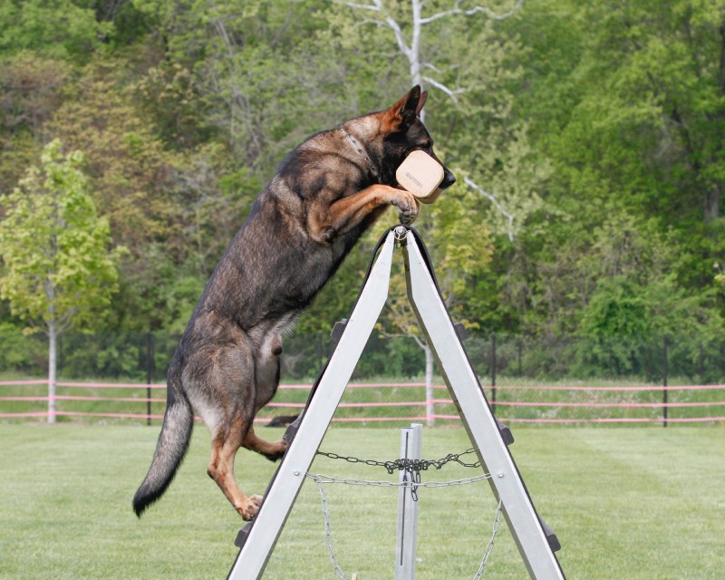 Dog Training Tarpon Springs FL