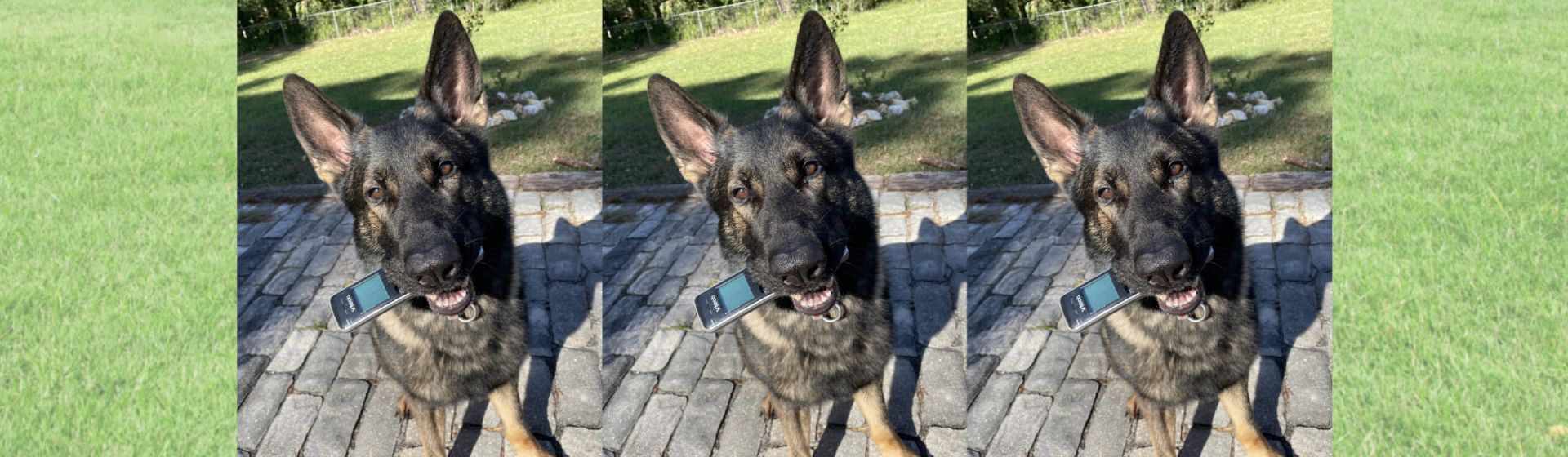 Obedience-trained dog at North Tampa Dog Training