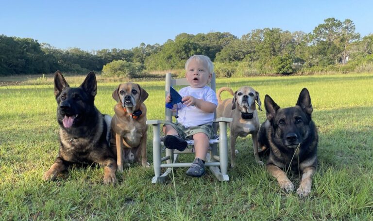 Obedience training for dogs Tampa FL