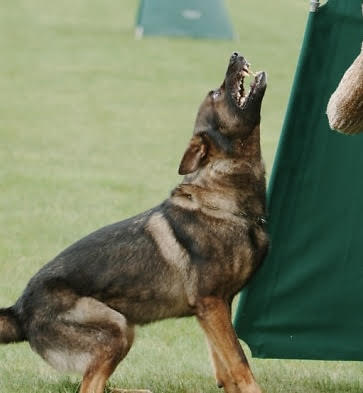 Dog aggression training Trinity FL