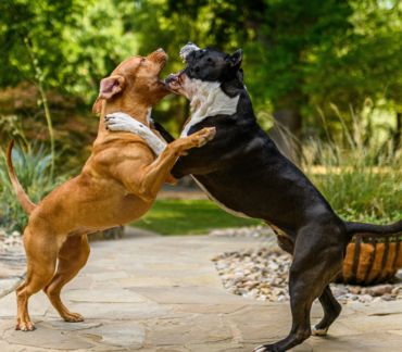 dog aggression training Odessa FL