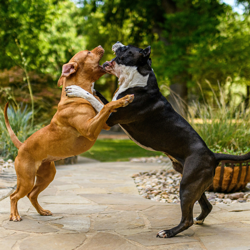 dog aggression training Odessa FL