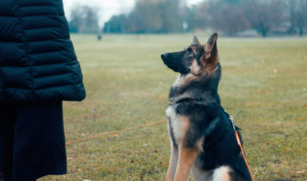 Dog Training Odessa