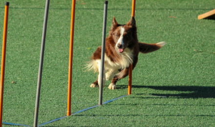 dog training in Trinity