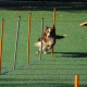 dog training in Trinity