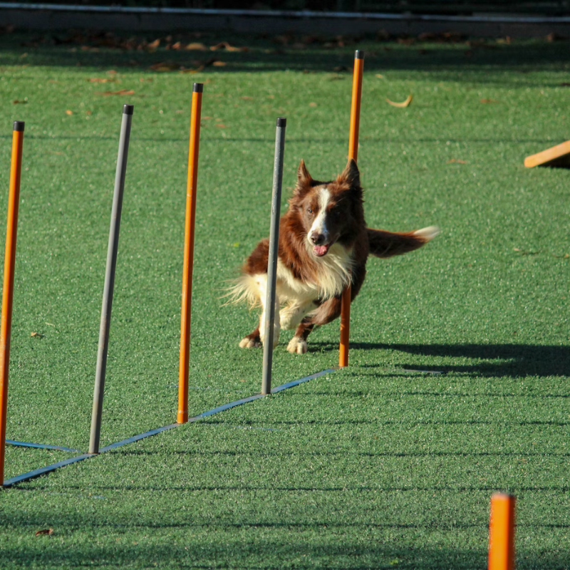 dog training in Trinity