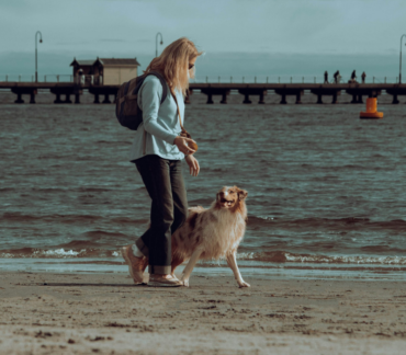 obedience training for dogs in Tampa