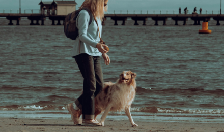 obedience training for dogs in Tampa