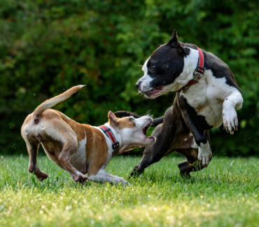 dog training in Trinity