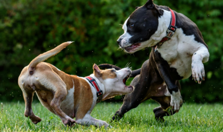 dog training in Trinity