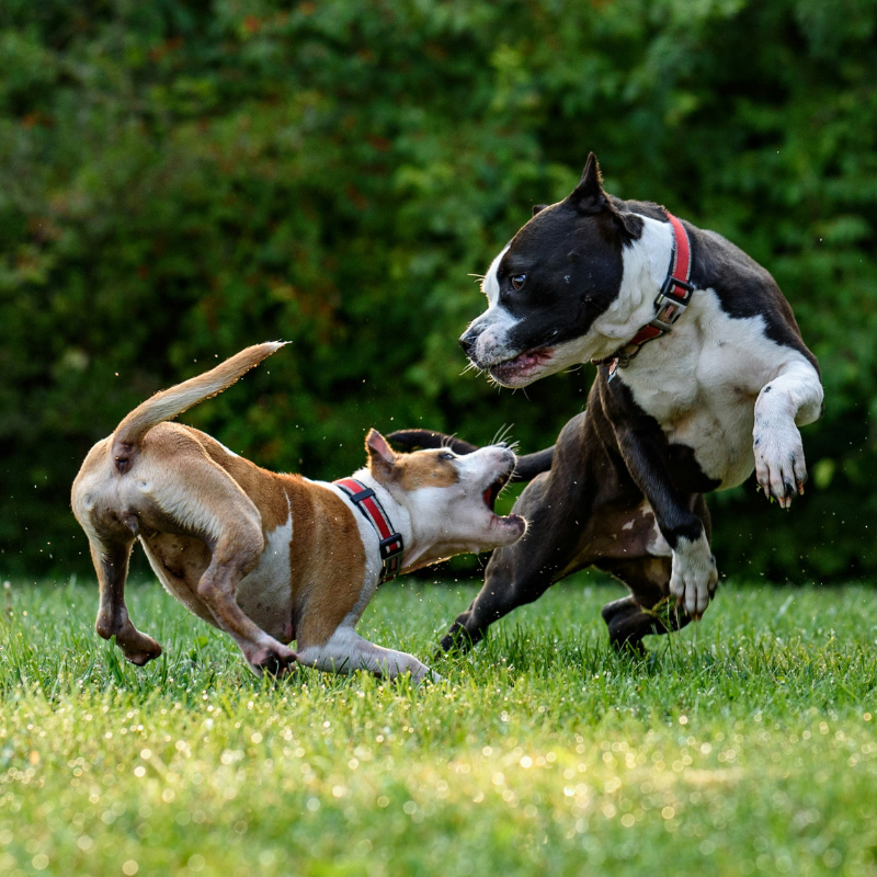 dog training in Trinity