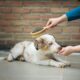 dog aggression training Tampa