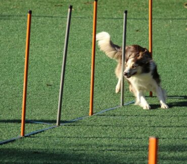 obedience training for dogs in Trinity