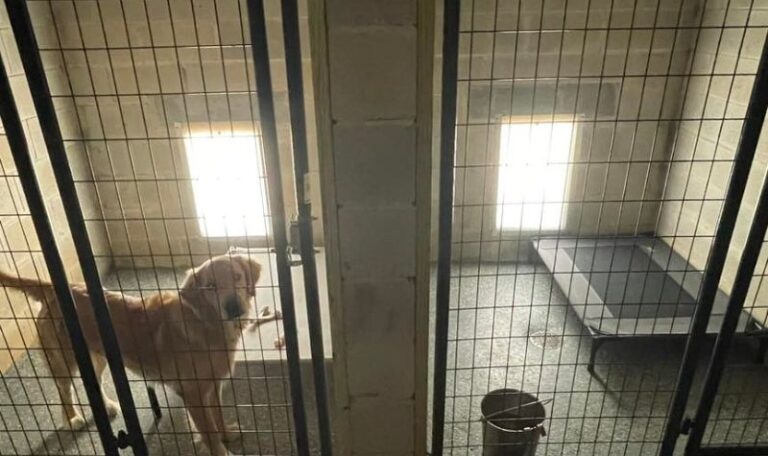 obedience training for dogs in Odessa