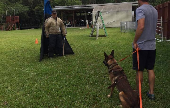 obedience training for dogs Tampa
