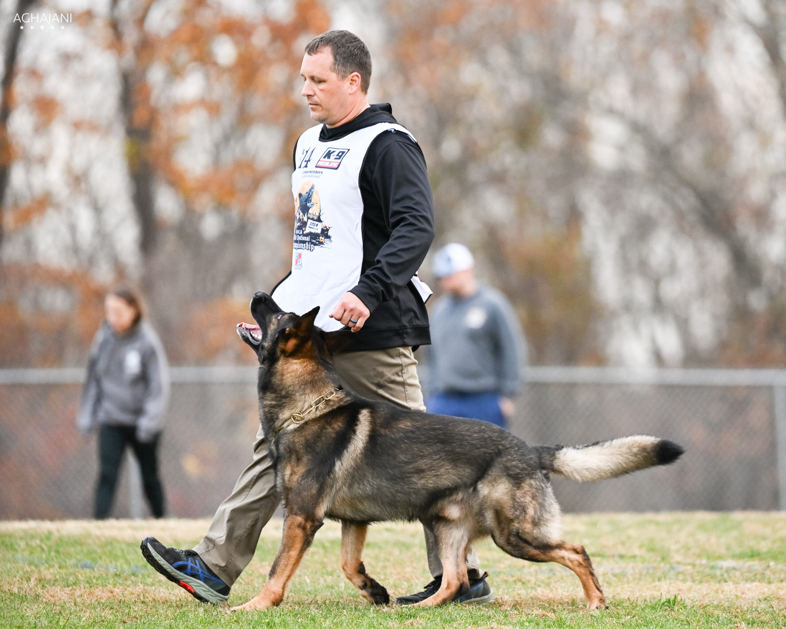 Dog Trainer Tampa FL