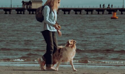 obedience training for dogs Tampa