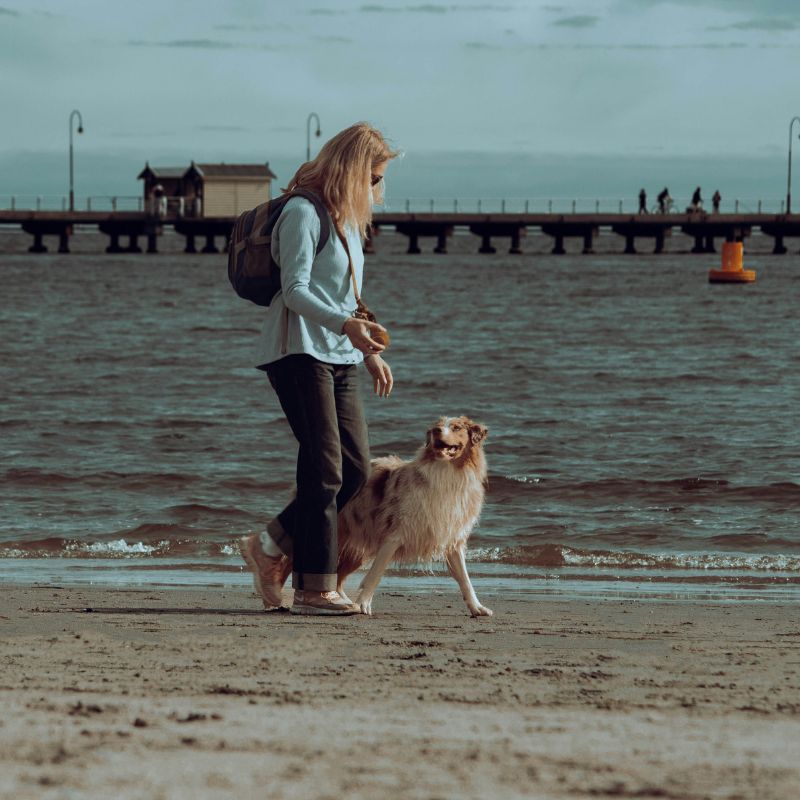 obedience training for dogs Tampa