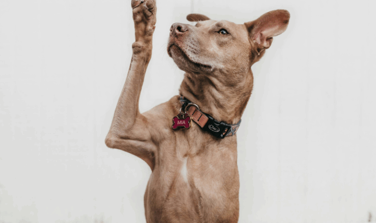 dog-aggression-training-Tampa
