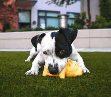 dog-aggression-training-Tampa
