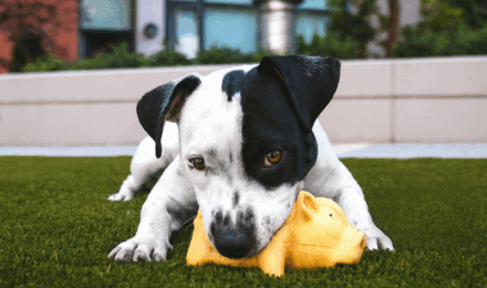 dog-aggression-training-Tampa