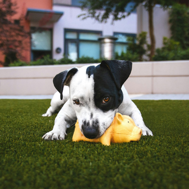 dog-aggression-training-Tampa