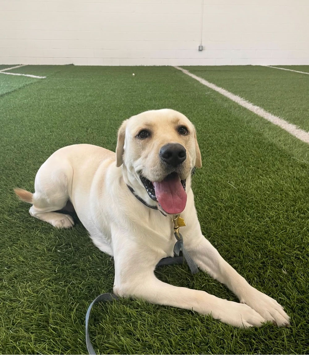 Board and Train Dog Training - Labrador